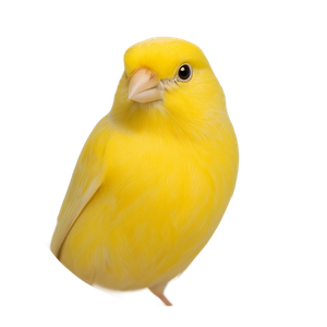Pájaros