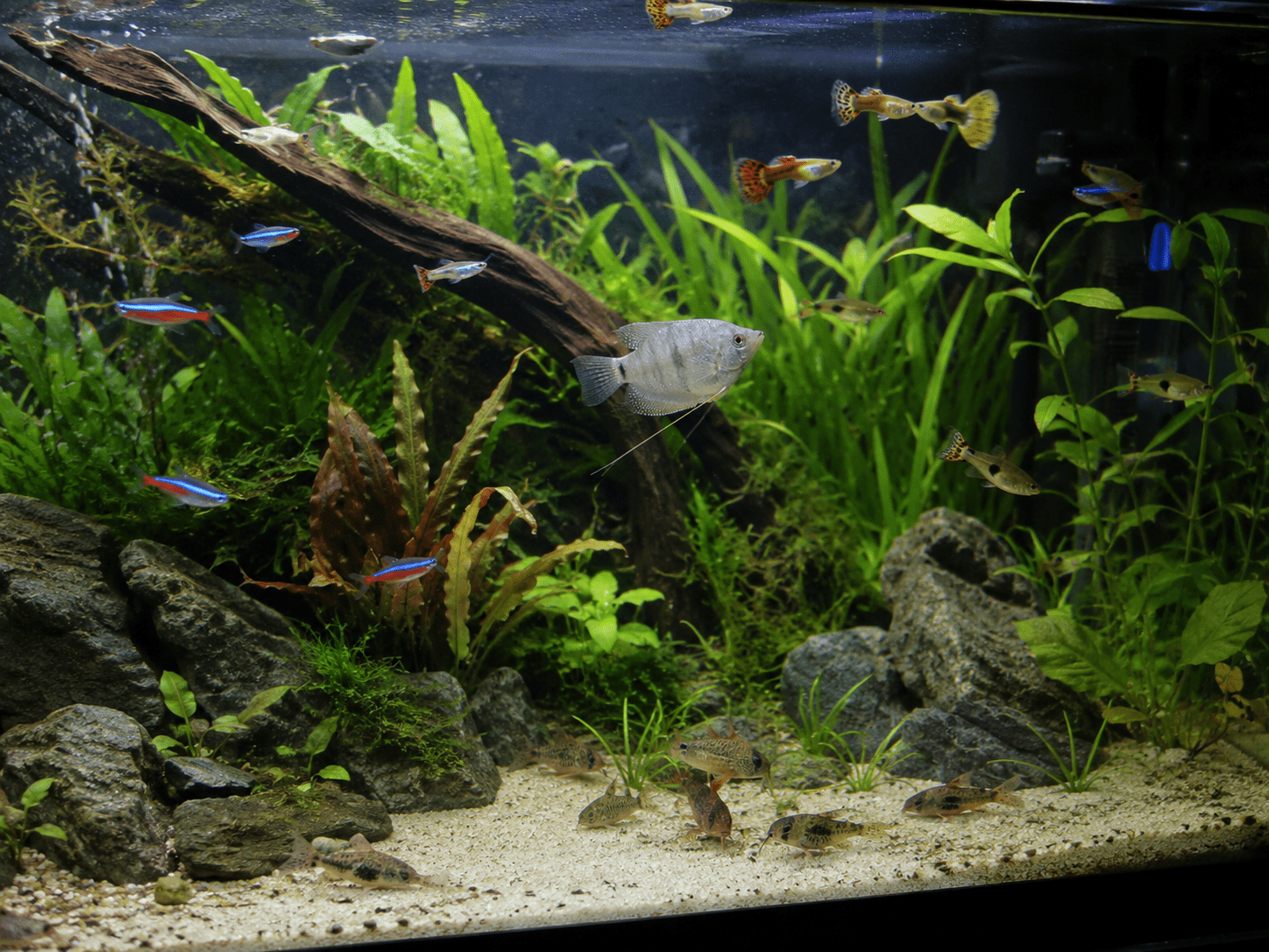 Acuario tropical comunitario con plantas y peces de colores