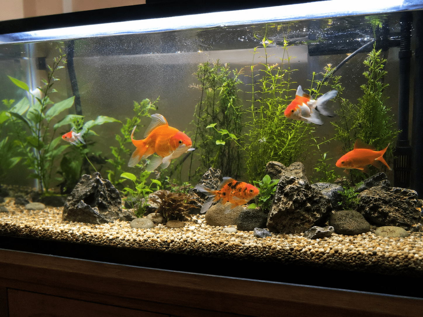 Acuario de agua fría estético con goldfish oranda y plantas naturales