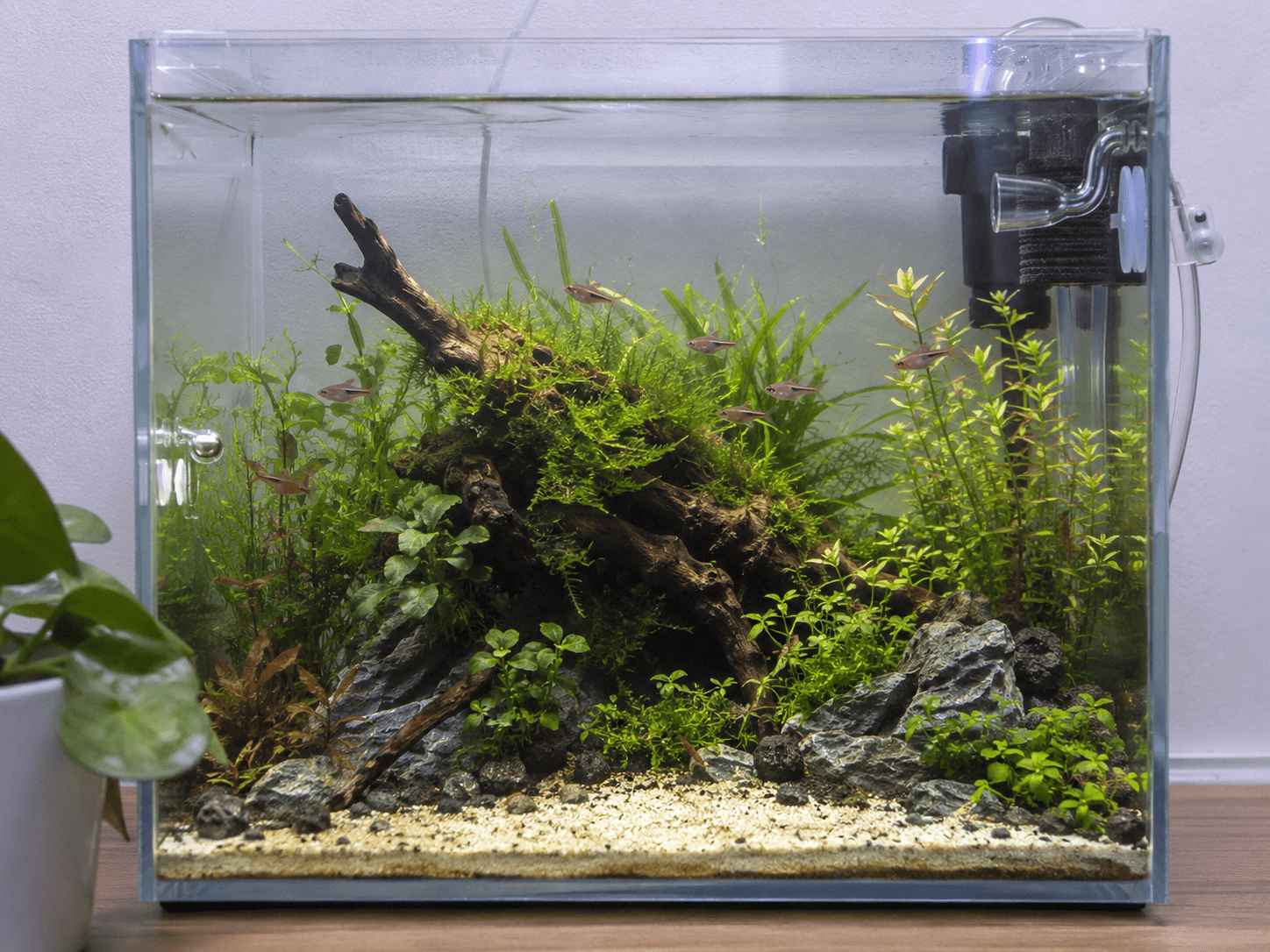 Nanoacuario plantado con betta azul entre troncos y musgo