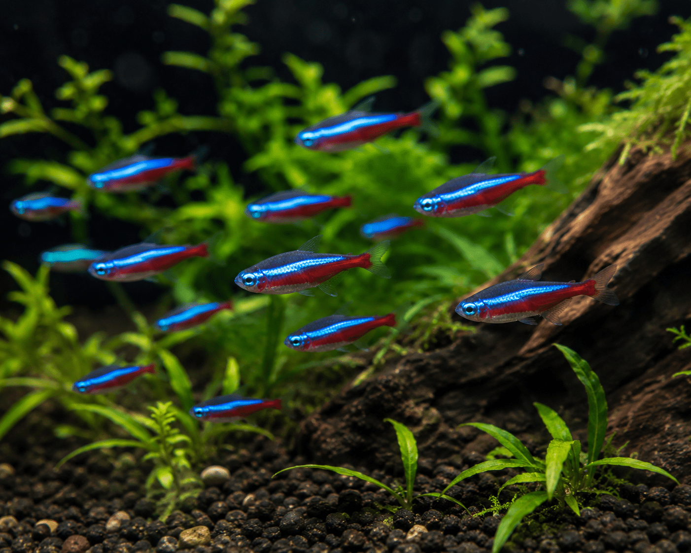Acuario tropical comunitario plantado con neones y otros peces ornamentales