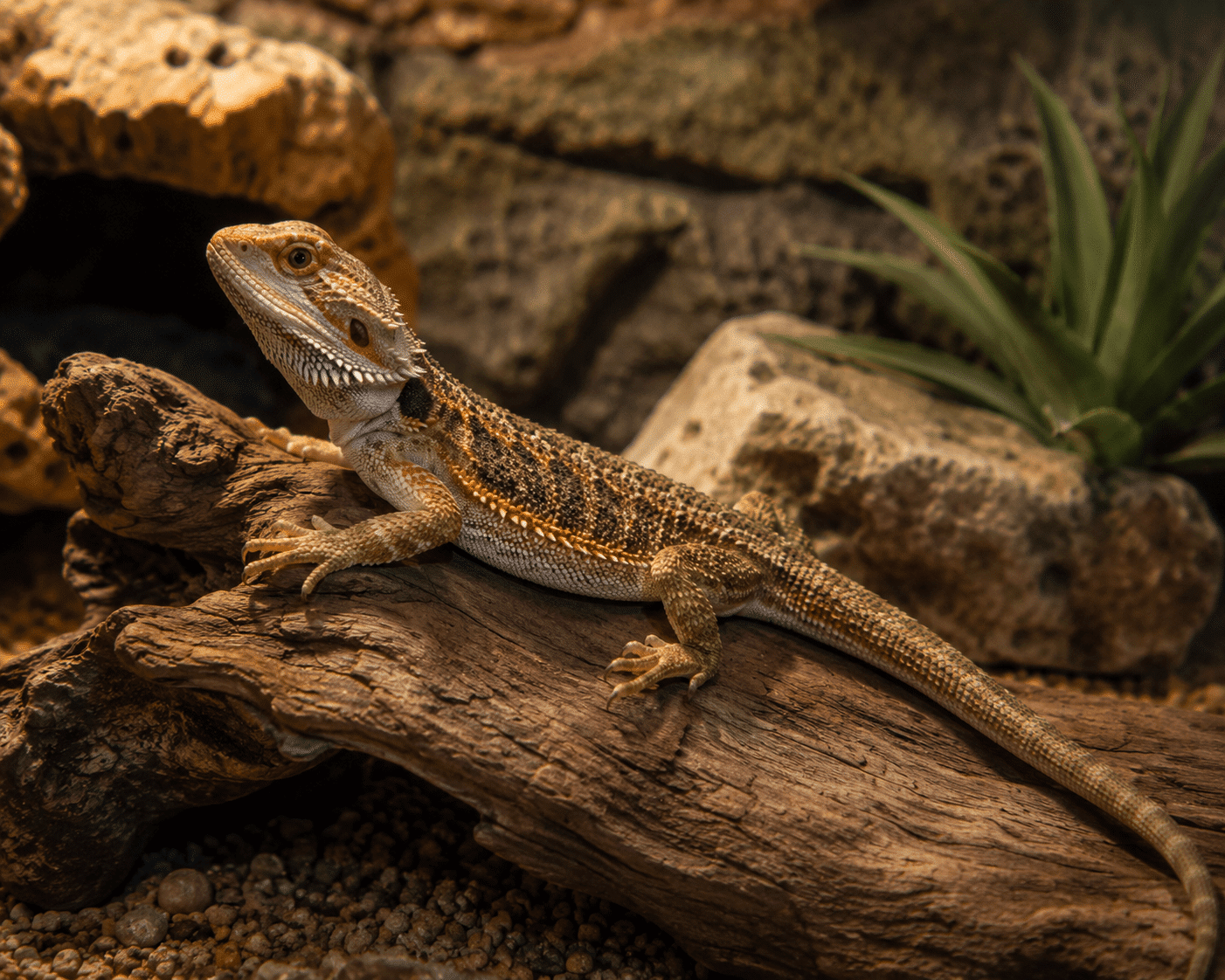 Iluminación UVB para terrario de pogona