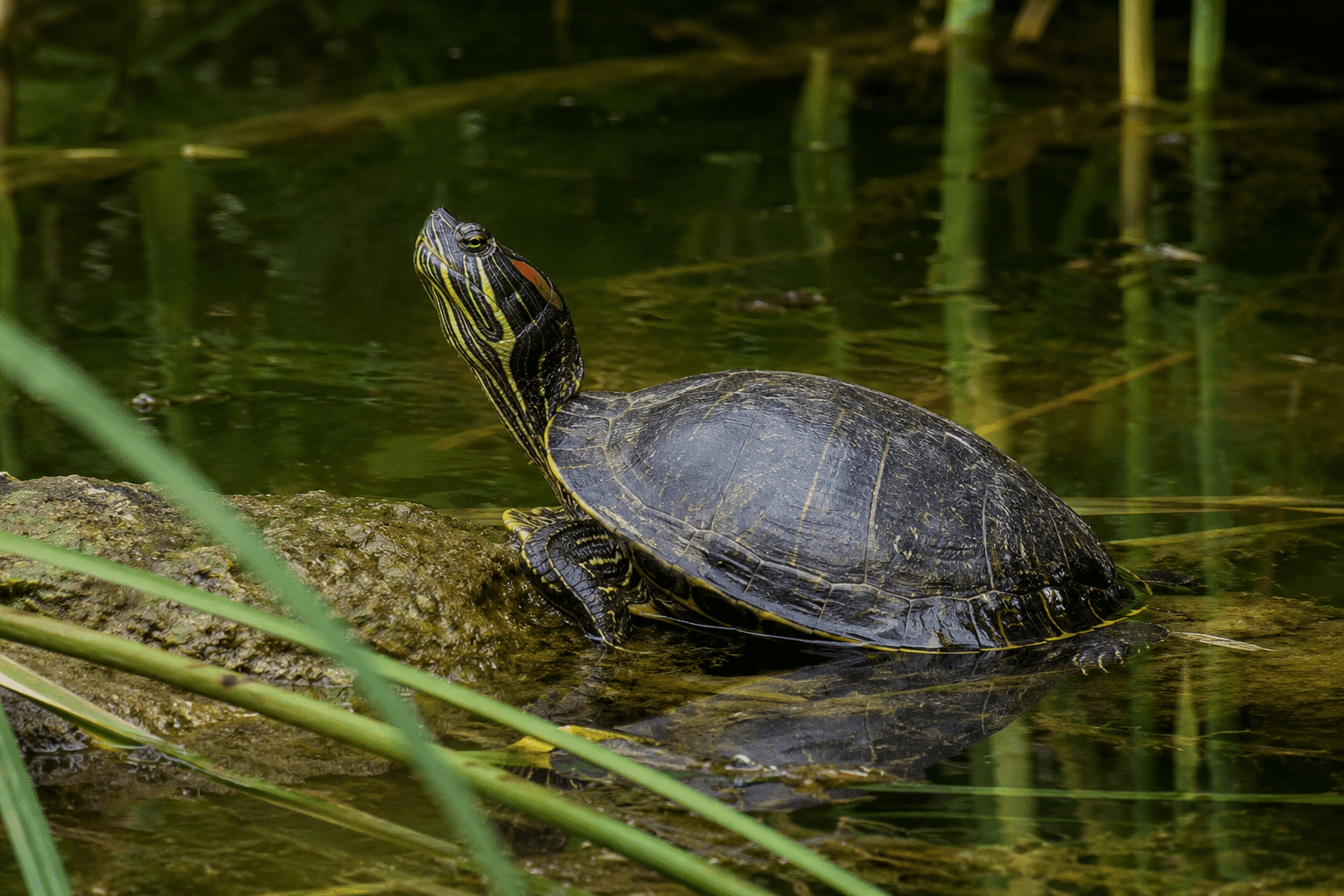 Tortuga de agua nadando en entorno natural