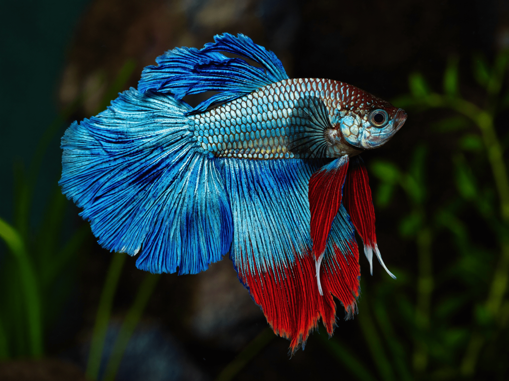 Pez betta de colores intensos con aletas amplias