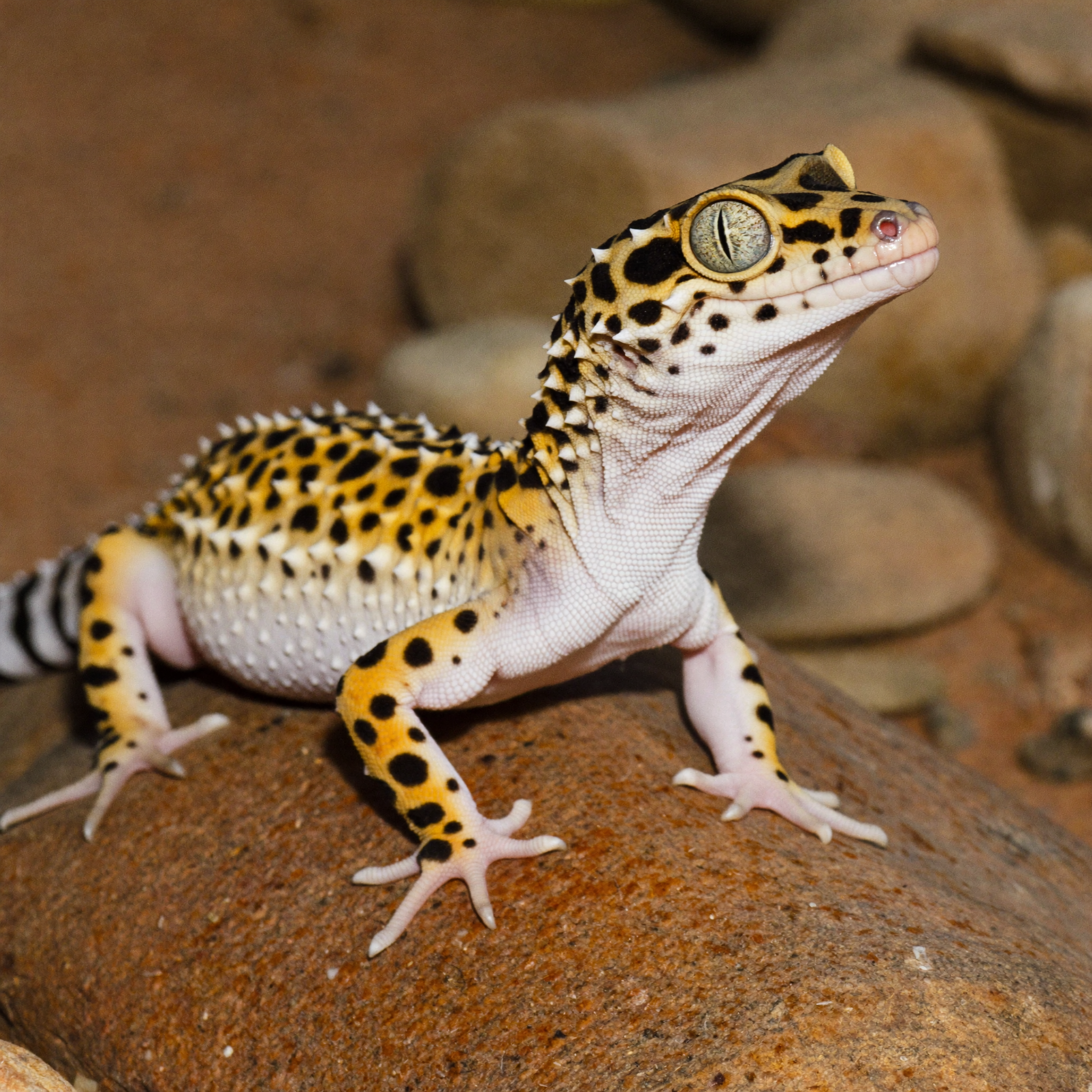 Gecko leopardo en primer plano