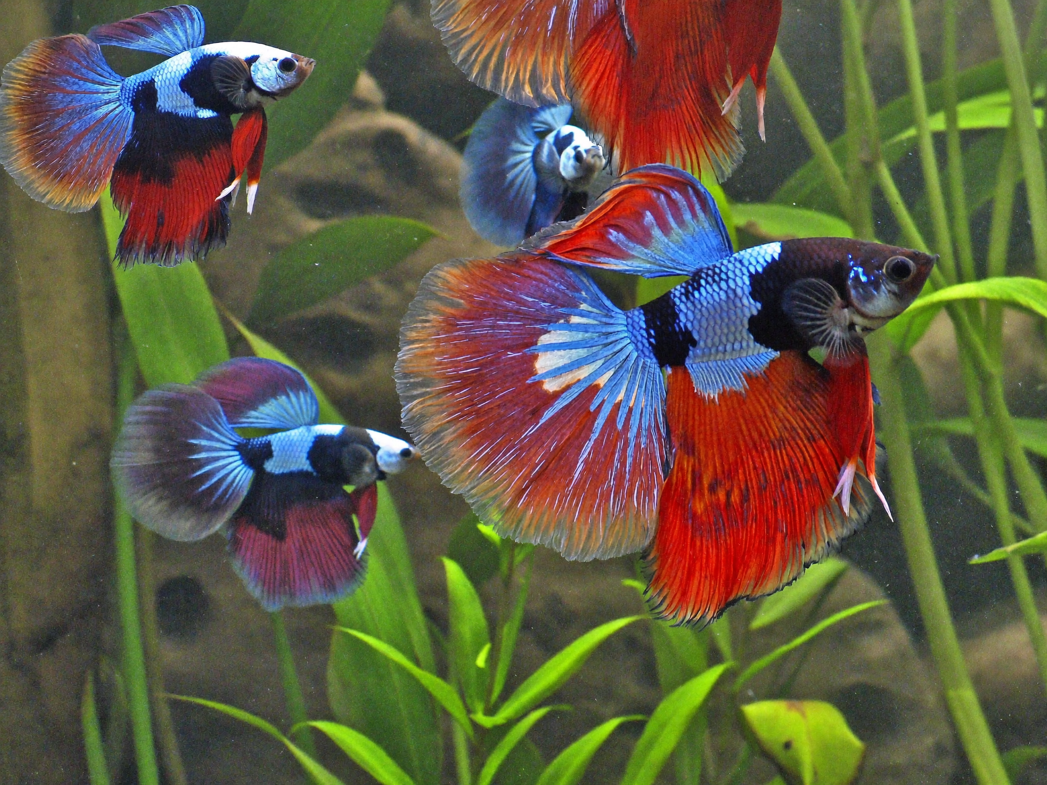Guppys multicolor nadando en un acuario comunitario