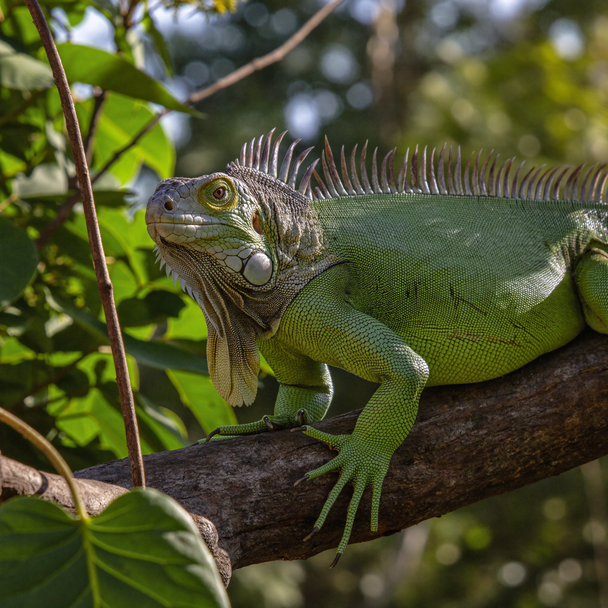Iguana verde en entorno natural
