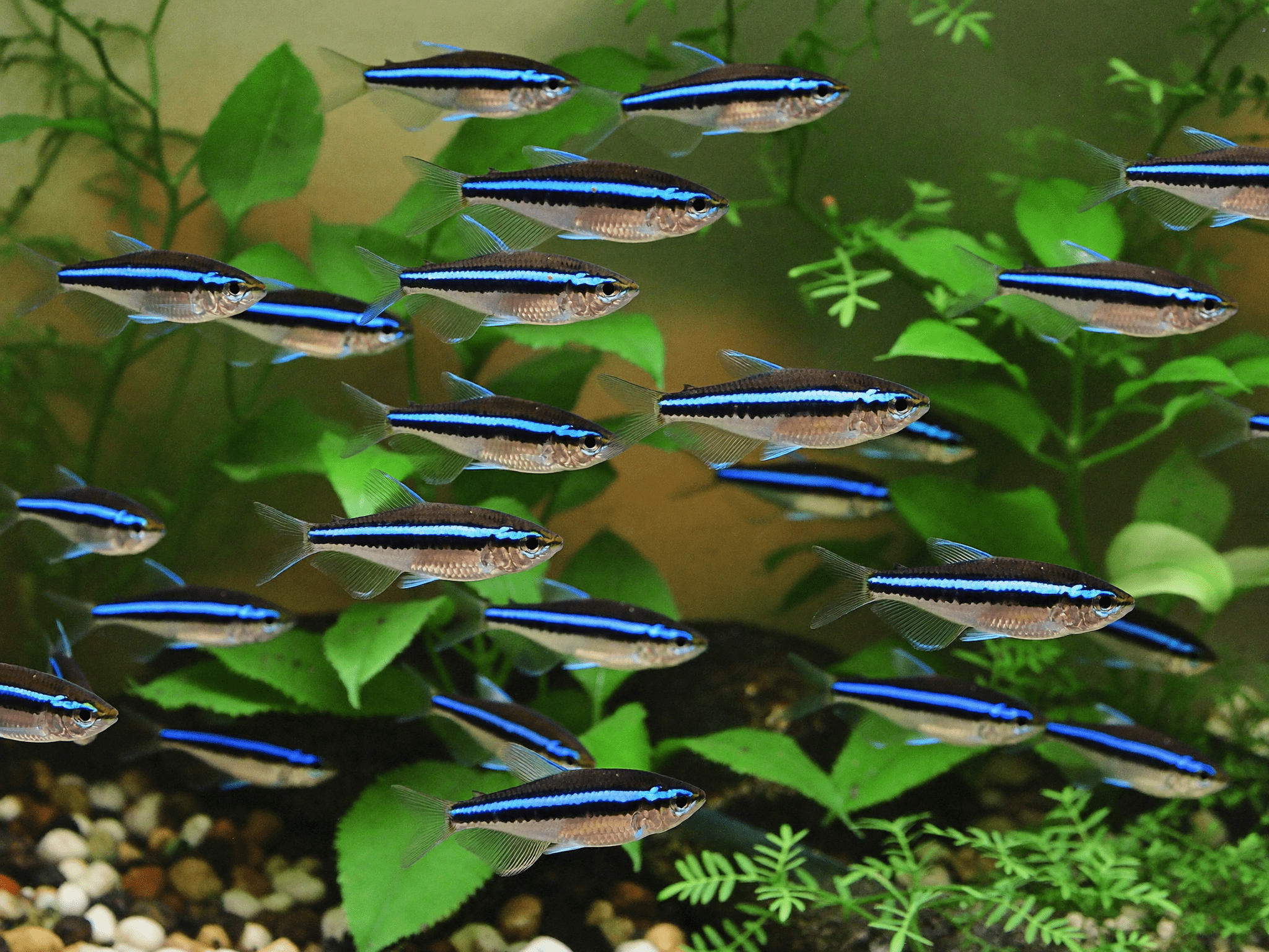Cardumen de neones con franja azul eléctrica nadando en un acuario plantado