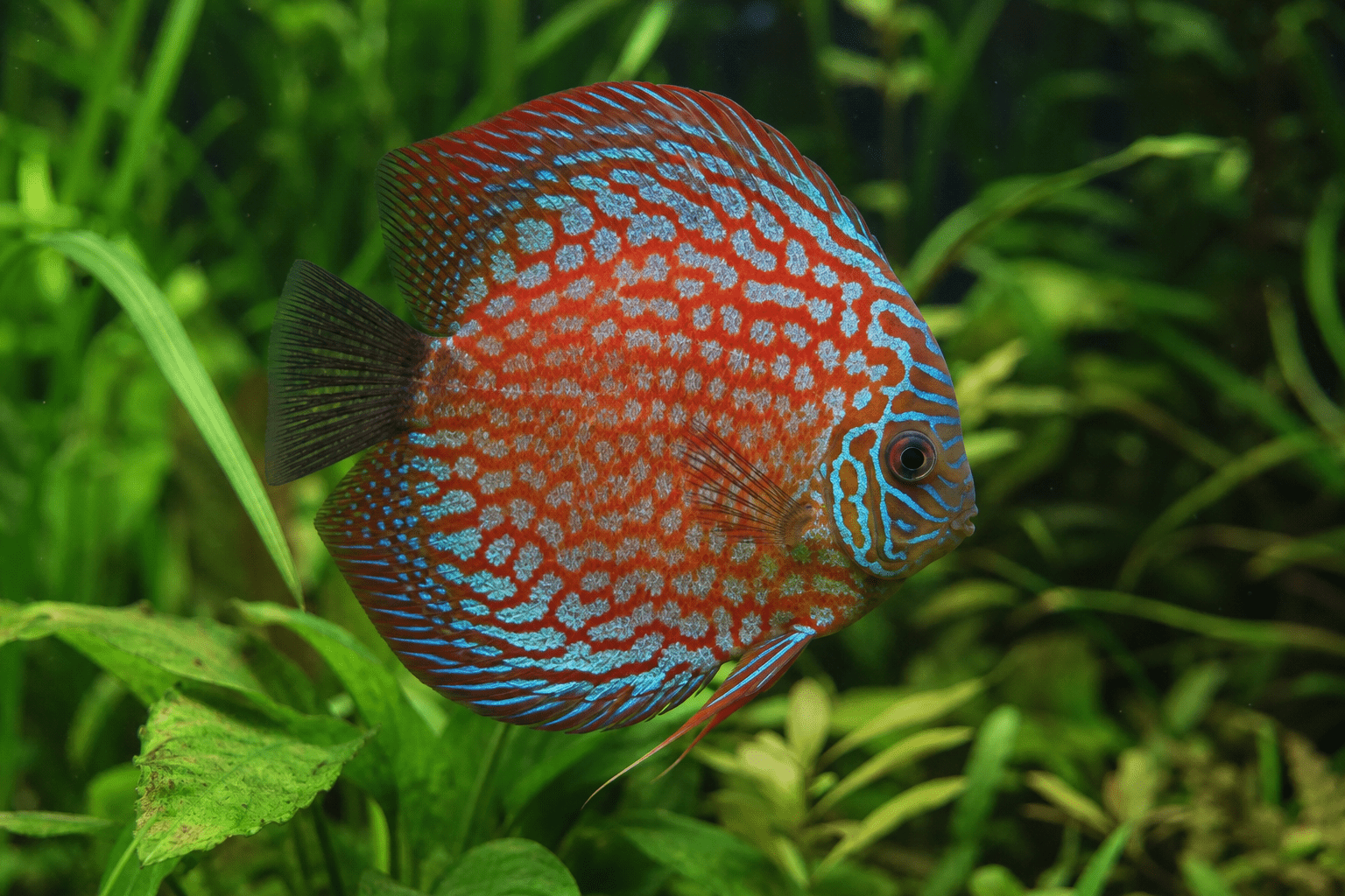 Pez disco de colores intensos en un acuario amplio
