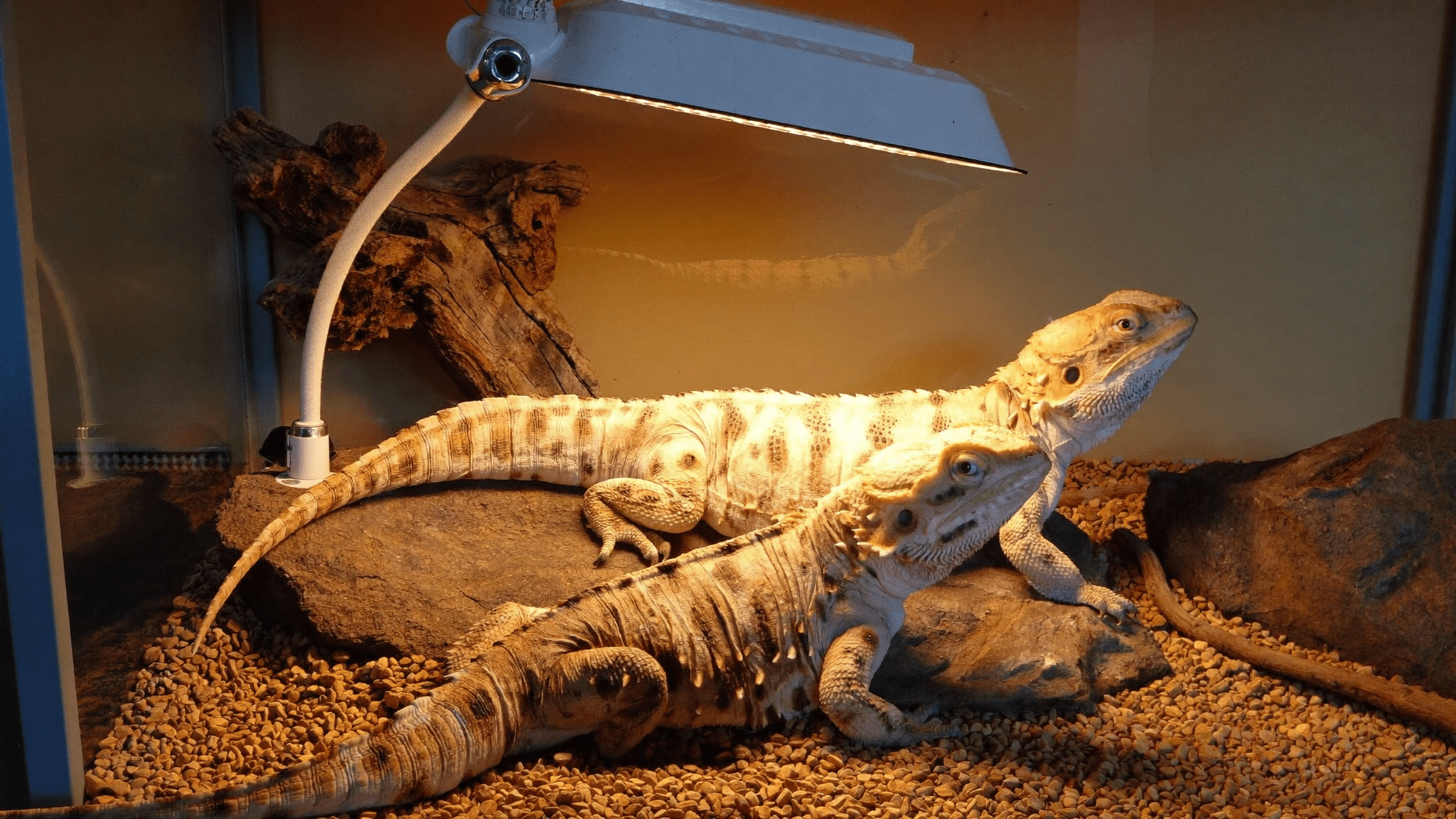 Pogona bajo lámpara UVB en terrario natural
