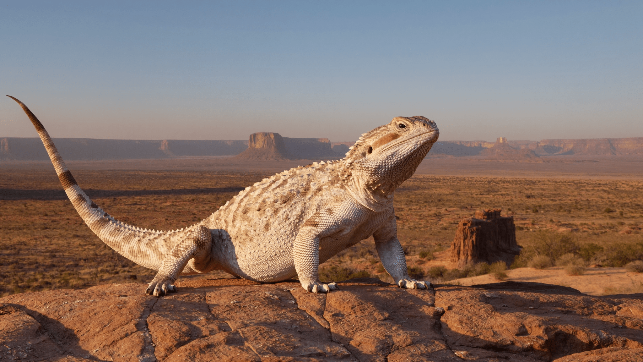 Tienda de reptiles en Burgos con terrarios y asesoramiento de Zootropic