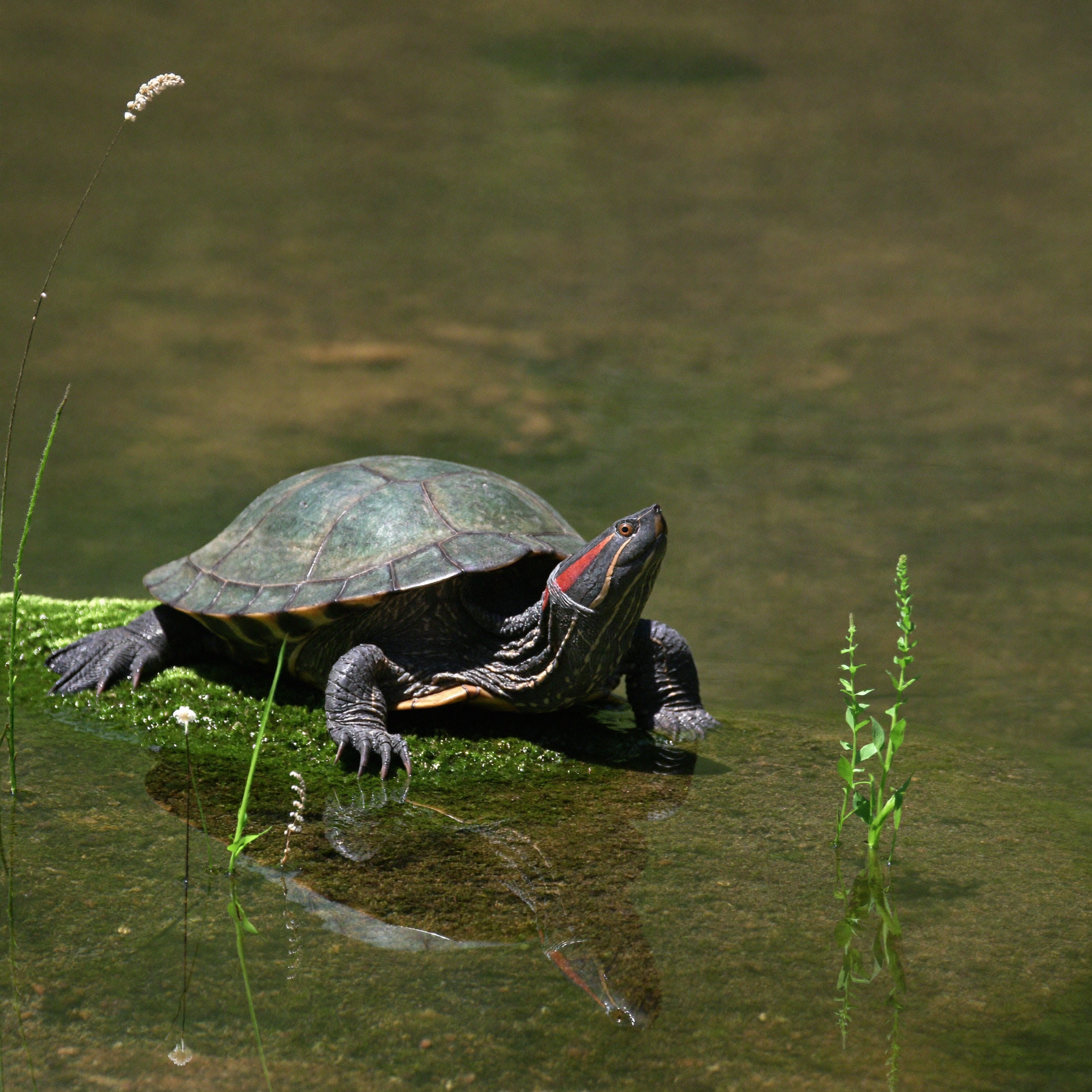 Tortuga de agua en hábitat acuático
