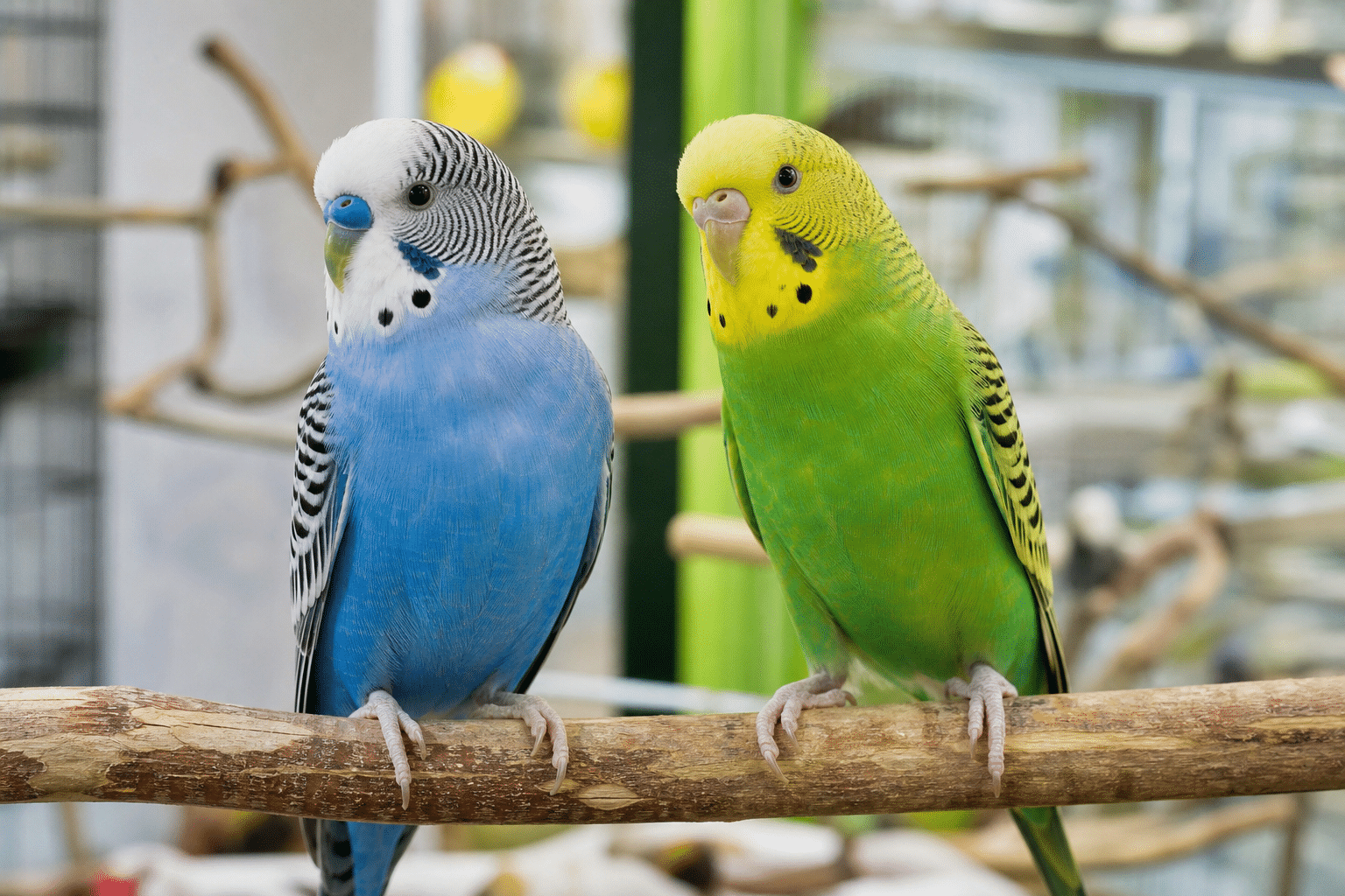 Guía de pájaros Zootropic: alojamiento, nutrición, higiene y bienestar