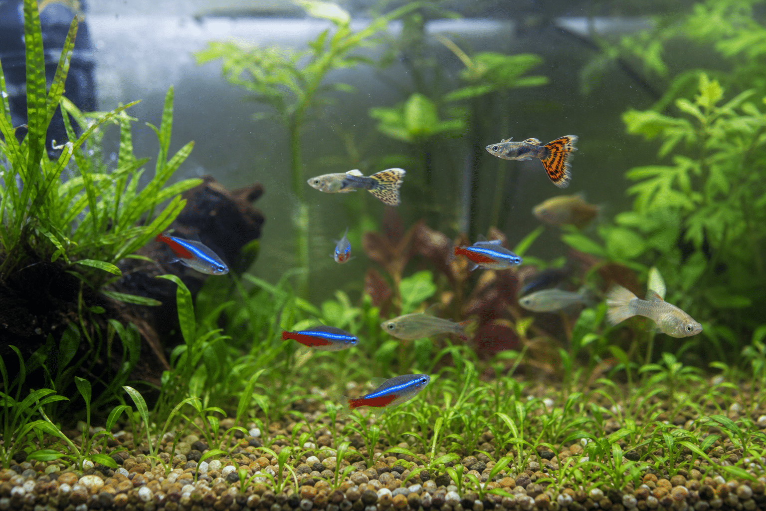 Guía de peces Zootropic: acuario, filtración, ciclado y parámetros del agua