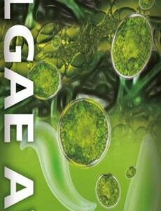 ALGA  AWAY ALGICID    250ML